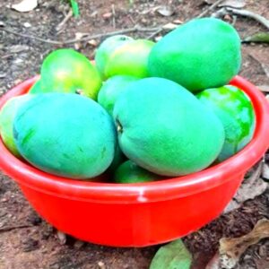 srushti agrofarming nandos malvan katta