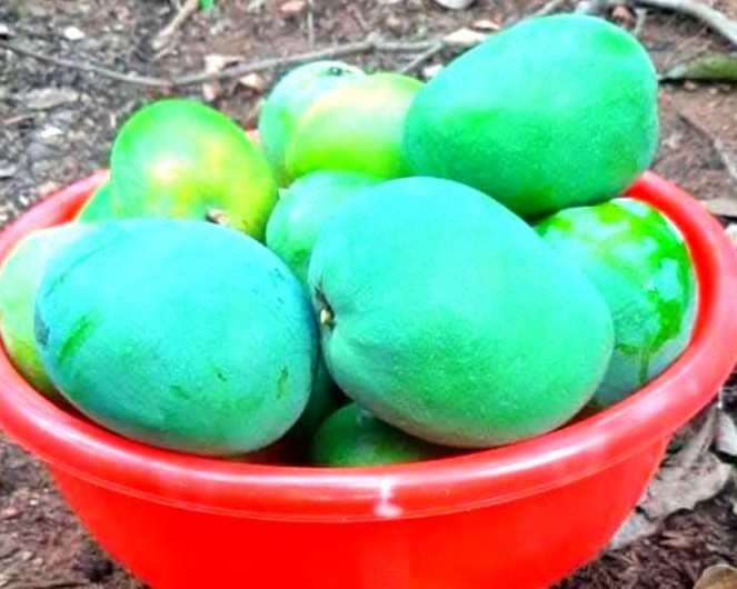 srushti agrofarming nandos malvan katta