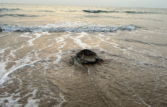 Vayangani Dabholi Beach, 19 Beaches in Malvan You Shouldn’t Miss
